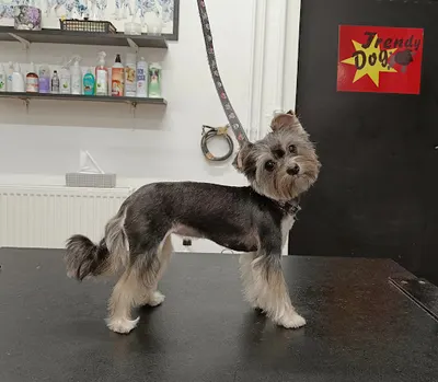 Salon Fryzjerski Dla Psów "Trendy Dog"